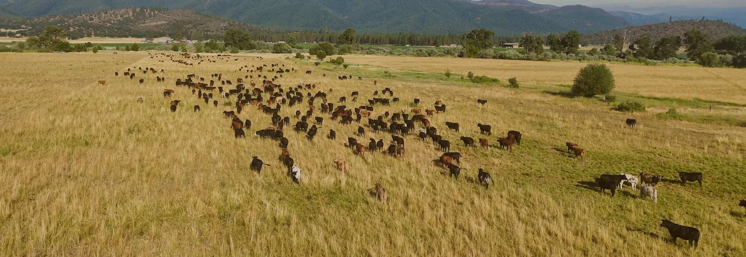 From Our Pastures to Your Plate